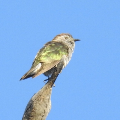 Chrysococcyx lucidus (Shining Bronze-Cuckoo) at Stromlo, ACT - 7 Oct 2021 by HelenCross