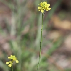 Unverified Plant at Kambah, ACT - 4 Oct 2021 by Tammy