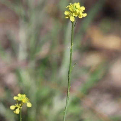 Unverified Plant at Kambah, ACT - 4 Oct 2021 by Tammy