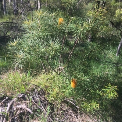 Banksia spinulosa (Hairpin Banksia) at Bruce, ACT - 7 Oct 2021 by Ned_Johnston