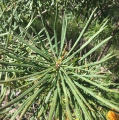 Banksia spinulosa at Bruce, ACT - 7 Oct 2021