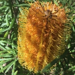 Banksia spinulosa at Bruce, ACT - 7 Oct 2021