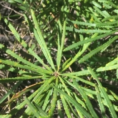 Banksia spinulosa at Bruce, ACT - 7 Oct 2021