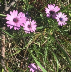 Dimorphotheca ecklonis (South African Daisy) at Bruce, ACT - 7 Oct 2021 by NedJohnston