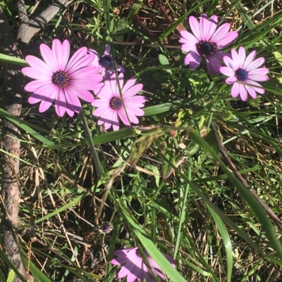 Dimorphotheca ecklonis (South African Daisy) at Bruce, ACT - 7 Oct 2021 by NedJohnston