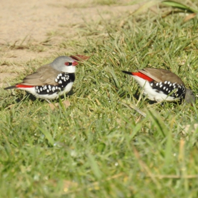 Stagonopleura guttata (Diamond Firetail) at Lions Youth Haven - Westwood Farm - 7 Oct 2021 by HelenCross