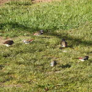 Stagonopleura guttata at Kambah, ACT - suppressed