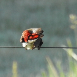 Stagonopleura guttata at Kambah, ACT - 8 Oct 2021