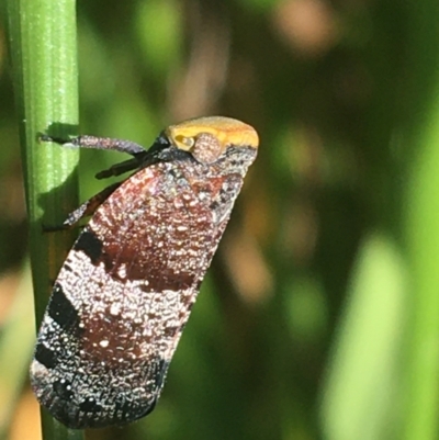 Platybrachys decemmacula (Green-faced gum hopper) at Bruce, ACT - 7 Oct 2021 by Ned_Johnston