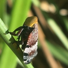 Platybrachys decemmacula at Bruce, ACT - 7 Oct 2021