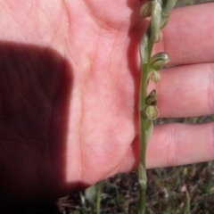 Hymenochilus bicolor (ACT) = Pterostylis bicolor (NSW) (Black-tip Greenhood) at Jacka, ACT - 8 Oct 2021 by TimotheeBonnet