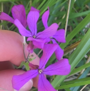 Lunaria annua at Bruce, ACT - 7 Oct 2021 03:47 PM