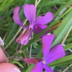 Lunaria annua at Bruce, ACT - 7 Oct 2021