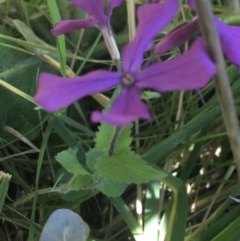 Lunaria annua at Bruce, ACT - 7 Oct 2021