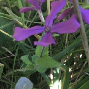 Lunaria annua at Bruce, ACT - 7 Oct 2021 03:47 PM