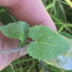 Lunaria annua at Bruce, ACT - 7 Oct 2021 03:47 PM