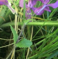 Lunaria annua at Bruce, ACT - 7 Oct 2021 03:47 PM