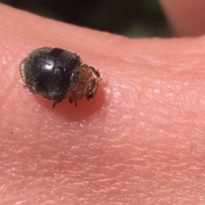 Cryptolaemus montrouzieri (Mealybug ladybird) at Bruce, ACT - 7 Oct 2021 by NedJohnston