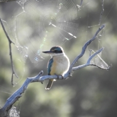 Todiramphus sanctus (Sacred Kingfisher) at Tuggeranong DC, ACT - 8 Oct 2021 by HelenCross
