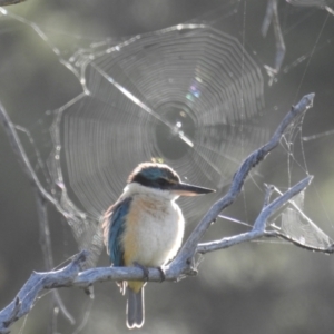 Todiramphus sanctus at Tuggeranong DC, ACT - suppressed