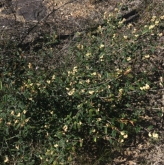 Pomaderris betulina (Birch Pomaderris) at Bruce, ACT - 7 Oct 2021 by NedJohnston