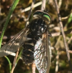 Dasybasis sp. (genus) (A march fly) at Throsby, ACT - 5 Oct 2021 by Ned_Johnston