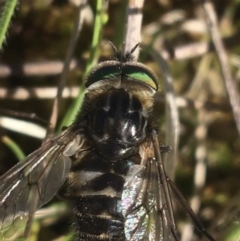 Dasybasis sp. (genus) at Throsby, ACT - 6 Oct 2021 10:38 AM