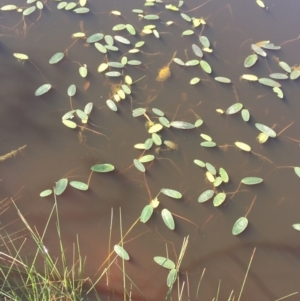 Ottelia ovalifolia at Jacka, ACT - 6 Oct 2021