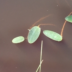 Ottelia ovalifolia at Jacka, ACT - 6 Oct 2021