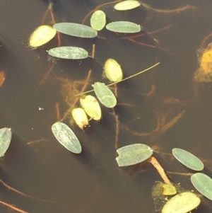 Ottelia ovalifolia at Jacka, ACT - 6 Oct 2021