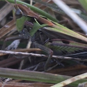 Perala viridis at Forde, ACT - 6 Oct 2021 09:18 AM