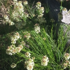 Stackhousia monogyna (Creamy Candles) at Forde, ACT - 6 Oct 2021 by NedJohnston