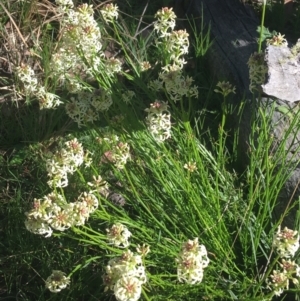 Stackhousia monogyna at Forde, ACT - 6 Oct 2021