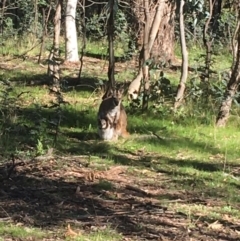 Notamacropus rufogriseus (Red-necked Wallaby) at Mulligans Flat - 5 Oct 2021 by Ned_Johnston