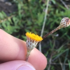 Leptorhynchos squamatus subsp. squamatus (Scaly Buttons) at Mulligans Flat - 5 Oct 2021 by Ned_Johnston