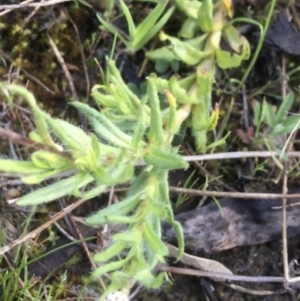 Leptorhynchos squamatus subsp. squamatus at Forde, ACT - 6 Oct 2021