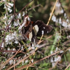 Vanessa itea (Yellow Admiral) at Namadgi National Park - 6 Oct 2021 by Tammy