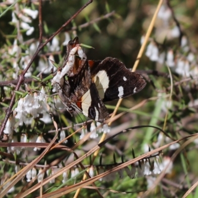 Vanessa itea (Yellow Admiral) at Namadgi National Park - 6 Oct 2021 by Tammy