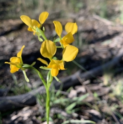 Diuris nigromontana (Black Mountain Leopard Orchid) at O'Connor, ACT - 8 Oct 2021 by KazzaC