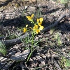 Diuris nigromontana at O'Connor, ACT - suppressed