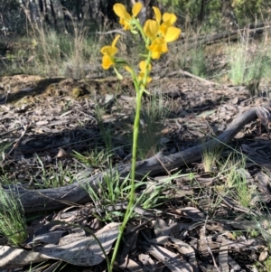 Diuris nigromontana at O'Connor, ACT - suppressed