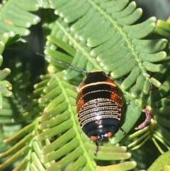 Ellipsidion sp. (genus) (A diurnal cockroach) at Mulligans Flat - 5 Oct 2021 by Ned_Johnston