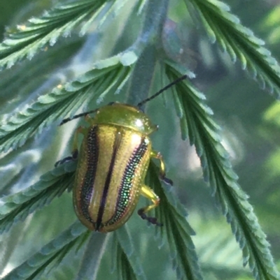 Calomela vittata (Acacia leaf beetle) at Forde, ACT - 5 Oct 2021 by Ned_Johnston