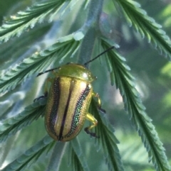 Calomela vittata (Acacia leaf beetle) at Forde, ACT - 5 Oct 2021 by Ned_Johnston
