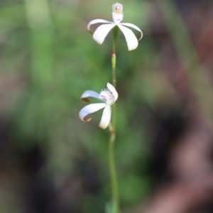 Caladenia ustulata at Jerrabomberra, NSW - 8 Oct 2021