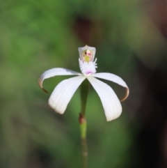 Caladenia ustulata at Jerrabomberra, NSW - 8 Oct 2021