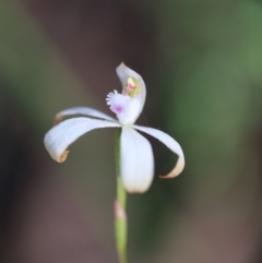 Caladenia ustulata at Jerrabomberra, NSW - 8 Oct 2021