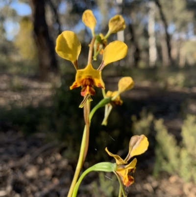 Diuris sp. (A Donkey Orchid) at Bruce Ridge - 7 Oct 2021 by KazzaC