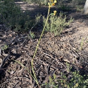 Diuris sp. at O'Connor, ACT - 8 Oct 2021