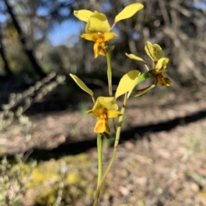 Diuris sp. at O'Connor, ACT - 8 Oct 2021